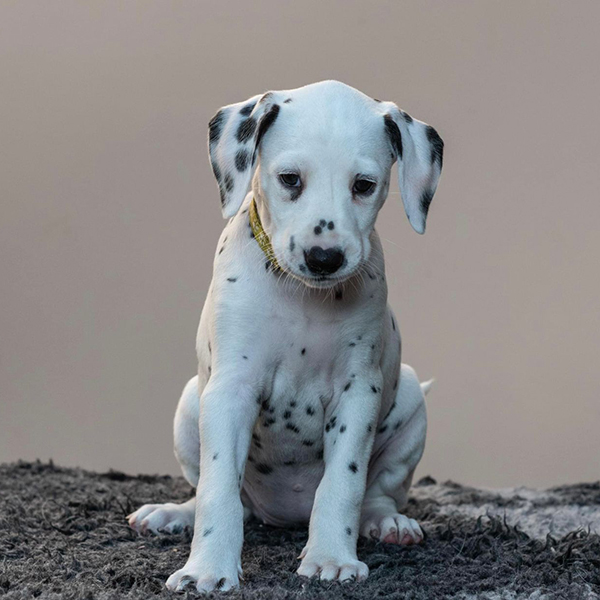 Available Puppies | Beautiful Dalmatian Puppies for sale ...